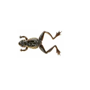 Naluca Cormoran Soft Frog Negru 12cm/16g 2buc/pl