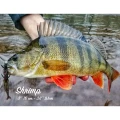 Creatura FISHUP Shrimp 7.6cm, Bluegill, 9buc/pac