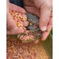 Cosulet KORUM Grub Feeder Camo, 30g, 1buc/pac