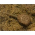 Plumb Inline KORDA Square Pear Lead, 3oz/84gr, 1buc/pac Plumb Inline KORDA Square Pear Lead, 3oz/84gr, 1buc/pac