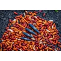 Pluta GURU Slim Maggot, 0.50g Pluta GURU Slim Maggot, 0.50g