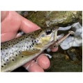 Shad Delalande TouptiShad 4cm Light Gold 53