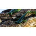 Shad FISHUP Catfish, 7.5cm, Motor Oil Red, 8buc/pac Shad FISHUP Catfish, 7.5cm, Motor Oil Red, 8buc/pac