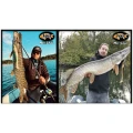 Shad FISHUP RAM Shad, 20.3cm, 60g, Golden Perch, 1buc/pac Shad FISHUP RAM Shad, 20.3cm, 60g, Golden Perch, 1buc/pac