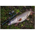 Shad FISHUP U-Shad, 049 Orange Pumpkin Black, 10.1cm, 8buc/pac Shad FISHUP U-Shad, 049 Orange Pumpkin Black, 10.1cm, 8buc/pac