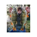 Shad FISHUP U-Shad, 049 Orange Pumpkin Black, 10.1cm, 8buc/pac Shad FISHUP U-Shad, 049 Orange Pumpkin Black, 10.1cm, 8buc/pac