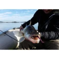 Shad FISHUP U-Shad, 206 Sky Chartreuse, 7cm, 9buc/pac Shad FISHUP U-Shad, 206 Sky Chartreuse, 7cm, 9buc/pac