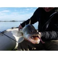 Shad FISHUP U-Shad, 6.3cm, Pearl, 9buc/pac Shad FISHUP U-Shad, 6.3cm, Pearl, 9buc/pac
