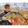 Shad FISHUP Wizzle Shad, 12.5cm, Lox Green & Black, 4buc/pac Shad FISHUP Wizzle Shad, 12.5cm, Lox Green & Black, 4buc/pac