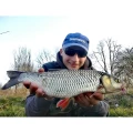 Shad FISHUP Wizzy , 3.8cm, Motor Oil Pepper, 10buc/pac Shad FISHUP Wizzy , 3.8cm, Motor Oil Pepper, 10buc/pac