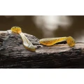 Shad FISHUP Wizzy , 3.8cm, Pearl, 10buc/pac Shad FISHUP Wizzy , 3.8cm, Pearl, 10buc/pac