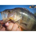 Shad FISHUP Wizzy , 3.8cm, Watermelon Seed, 10buc/pac Shad FISHUP Wizzy , 3.8cm, Watermelon Seed, 10buc/pac