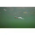 Shad FOX RAGE Slick EEL, Silver Halo, 42cm, 1buc/plic