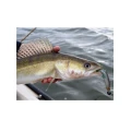 Shad Westin HypoTeez 9cm Crazy Firetiger