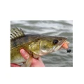 Shad Westin HypoTeez ST 15cm Headlight