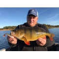 Shad Westin Shadteez 10cm Crystal Perch