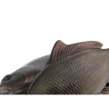Shad FOX RAGE Ultra-Realistic Common Carp Replicant, 18cm, 136g, 1buc/plic 