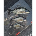 Shad FOX RAGE Ultra-Realistic Mirror Carp Replicant, 14cm, 69g, 1buc/plic 