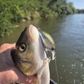 Vobler REIVA Fat Boy 5.5cm, 10g, Silver SFC