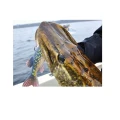 Vobler Westin Mike the Pike 20cm 70g Baltic Pike SS
