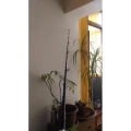 Lanseta Rapitor Cast Penn Millenium Jerkbait 