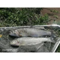 Balta De Pescut Sportiv '' La Dani 